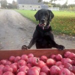 Enjoy autumn's best at County Cider Company