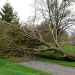 Tree removal part of watermain project on the heights