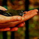 Celebrate migration season at the bird observatory