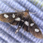 Bringing moths out of the dark