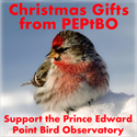 Thoughtful Christmas gifts support Prince Edward Point Bird Observatory