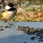 PEC poets and photographers celebrate County's winter birds