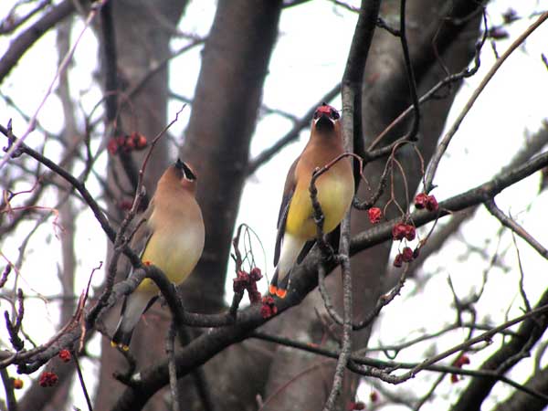 Flock to Point for Bird Count