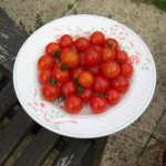 Tomato Penne Summer Salad