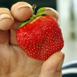 Berry short season for summer's first fruit