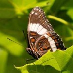 Butterflies buffeted by climate change