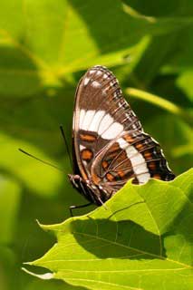 DMbutterfly