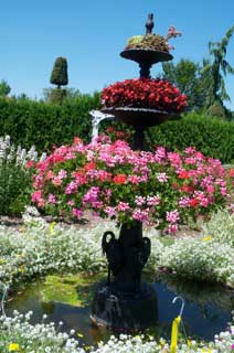 DMgarden