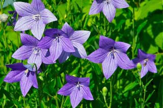 Pristine balloon flowers in white and mauve look sensational when blooming but terrible when they have finished they purpose.  Pick them off in the hope of getting more flower activity. Donald McClure photo