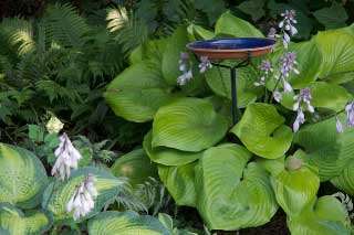 Ceramic bird bath is attractive but fragile. Our two of this type  are wired to the metal support so that visiting coons won't tip them on  to the ground when stealing a late night drink. Donald McClure photo
