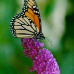 Buddleia a butterfly magnet
