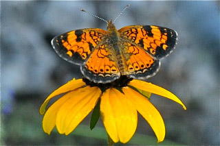 DMButterfly
