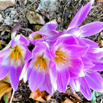 Naked ladies bring zip to late summer garden