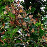 Kaleidoscope of Monarch Butterflies