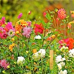 Secret of growing great dahlias