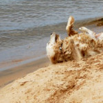 Life's a beach!