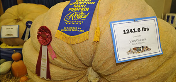banner_pumpkin