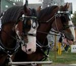 Holiday memories on a sleigh-ride