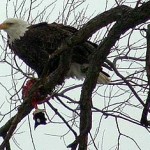 Majestic bald eagle at North Marysburgh