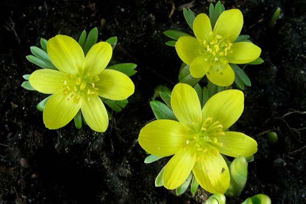 first flower of spring - aconites