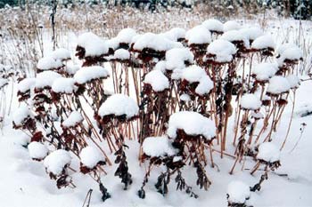 winter sedums