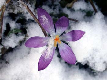 spring crocus