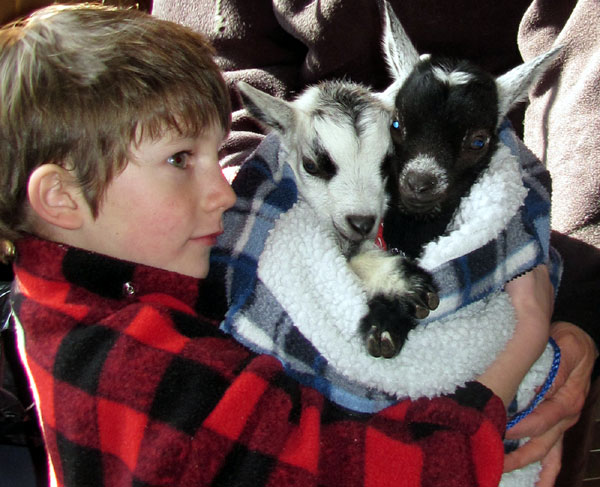 maple goats