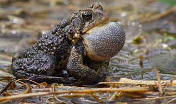 American Toad photo by Derek Dafoe for Nature Stuff.