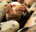 Celine hams it up as Pig Month poet