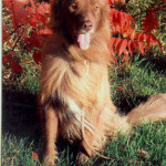 Furby McFluff debuts in leading dog magazine