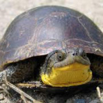 Turtles holding ground in court - Day 1, 2 and 3 PECFN reports