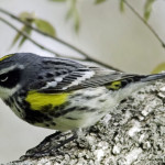 Warblers Provide A Welcome Escape