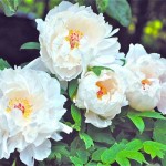 County Gardener's summer notebook - peonies, butterflys and butternut