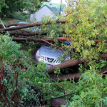 Thunderstorm brings down trees and power lines