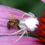 crab spider and bee