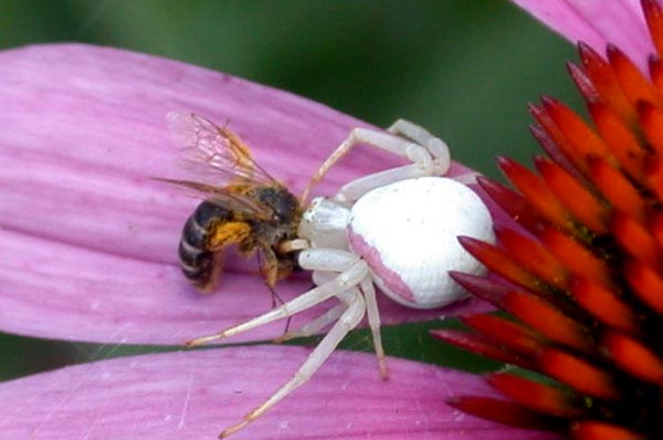 crab spider and bee