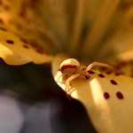 Yellow crab