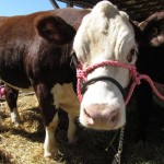 Council seeks plan to round up feral cattle