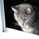 Your vote will help Loyalist Humane Society get to second round