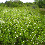 Alvars rock - rich and rare habitats in our backyard