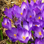 Spring has sprung, the grass has riz and nobody's wondering where the birdies is...