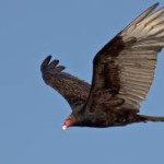 Keeping the birds and turbines apart
