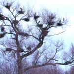 Coming soon: Massacre of The Great Blue Herons of the County