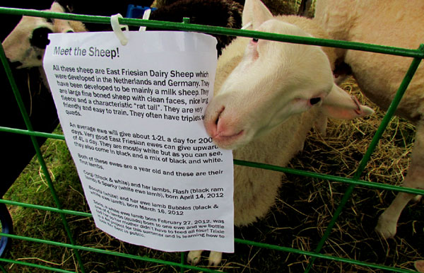 Cheese Festival Sat sheep