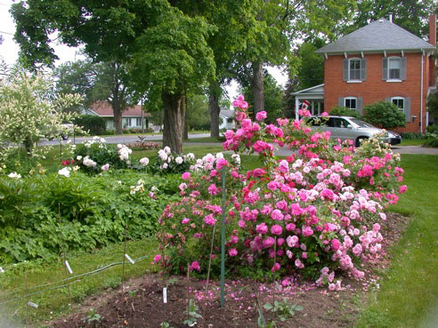 DM garden ecstasy