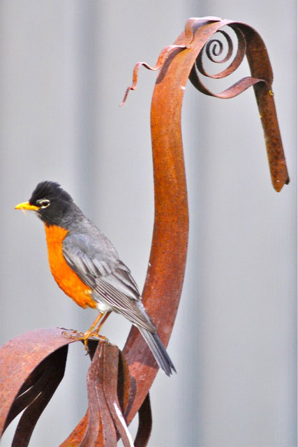 DM robin