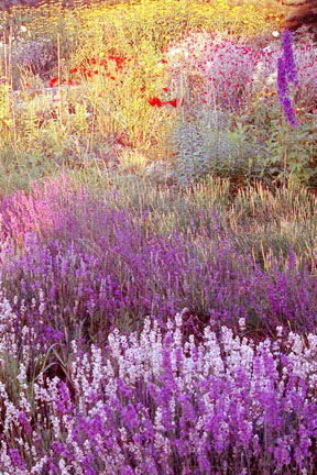 DM self seed garden