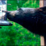 Bear visiting Morrison Point Sunday