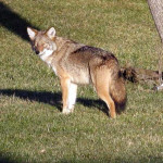 Wolf Shot In Athol