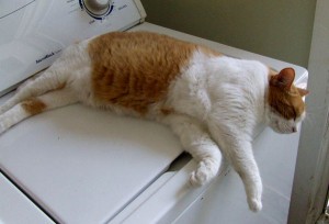 Liza doing the laundry